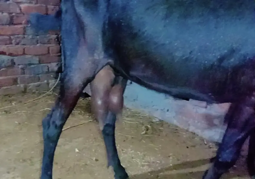 Beetal nasal ki doodh wali bakri — photo 2