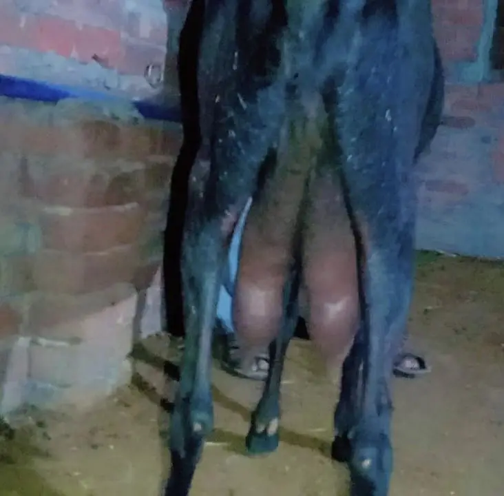 Beetal nasal ki doodh wali bakri — photo 3