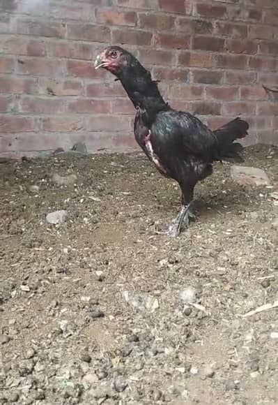 aseel hen