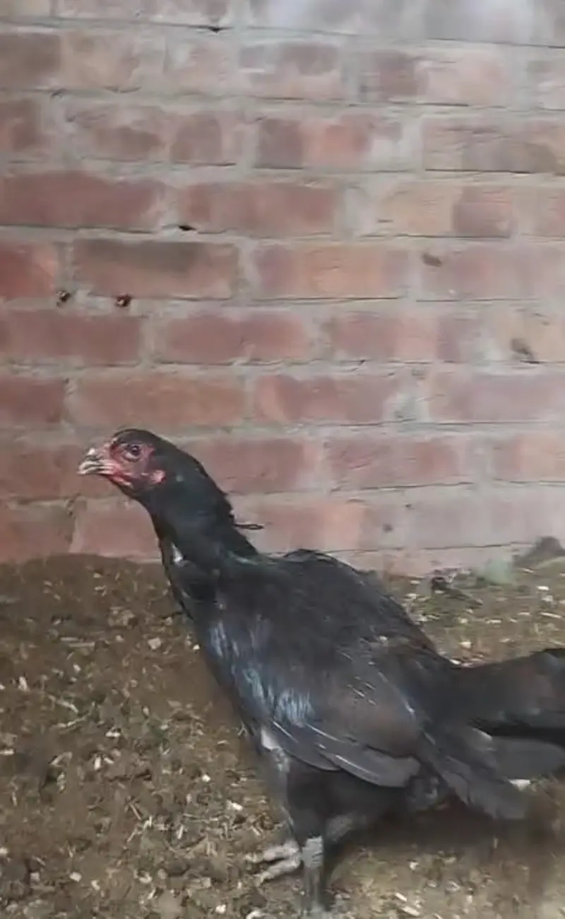 aseel hen — photo 2