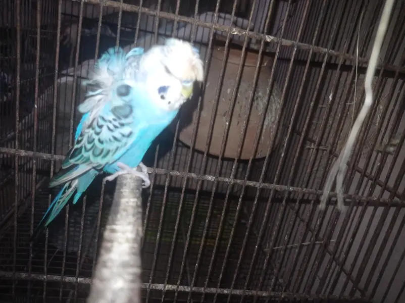 Budgies and love birds — photo 5