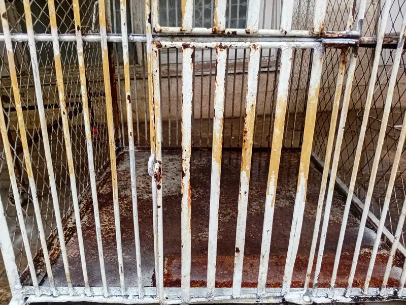 Chicken Cage | Poultry Cage | Brooder | Astrolorp Hens — photo 8