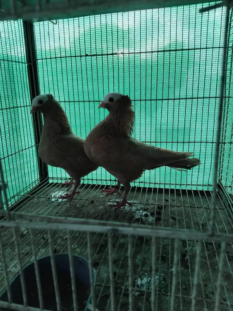 pigeon fancy pigeon kabutar — photo 2