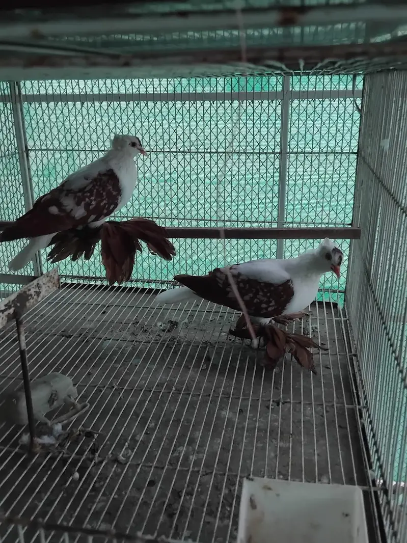 pigeon fancy pigeon kabutar — photo 3