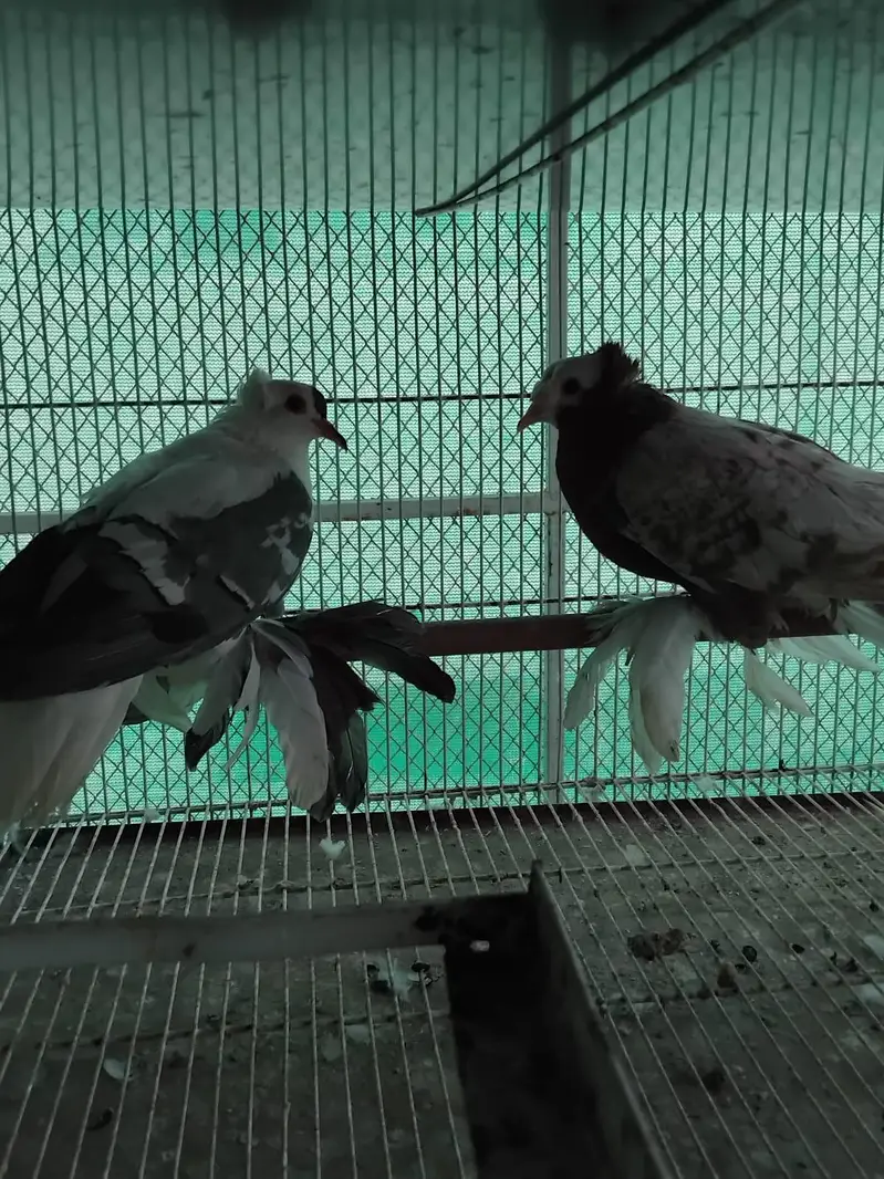 pigeon fancy pigeon kabutar — photo 4