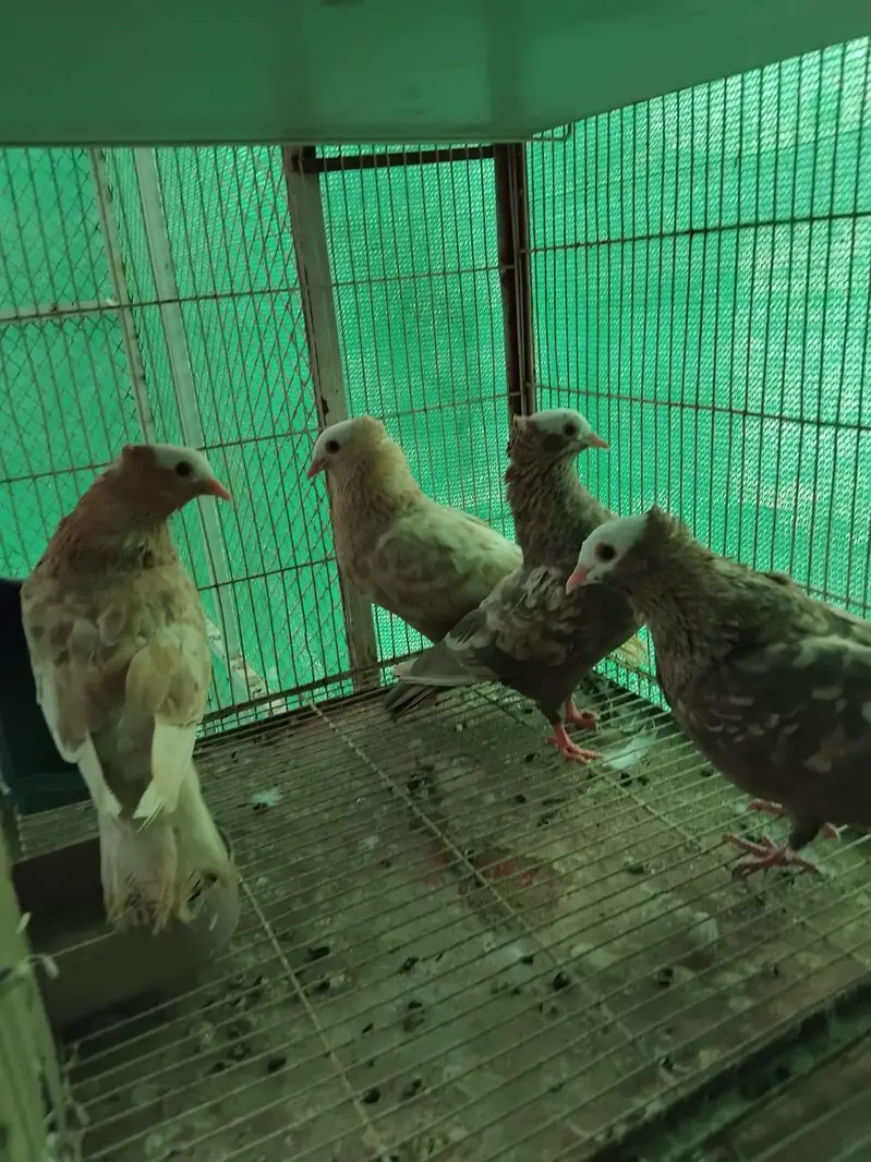 pigeon fancy pigeon kabutar — photo 5