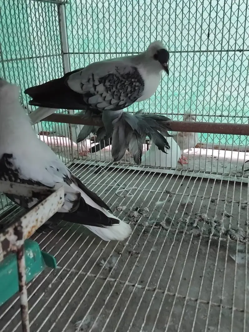 pigeon fancy pigeon kabutar — photo 6