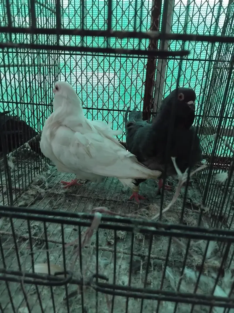pigeon fancy pigeon kabutar — photo 7