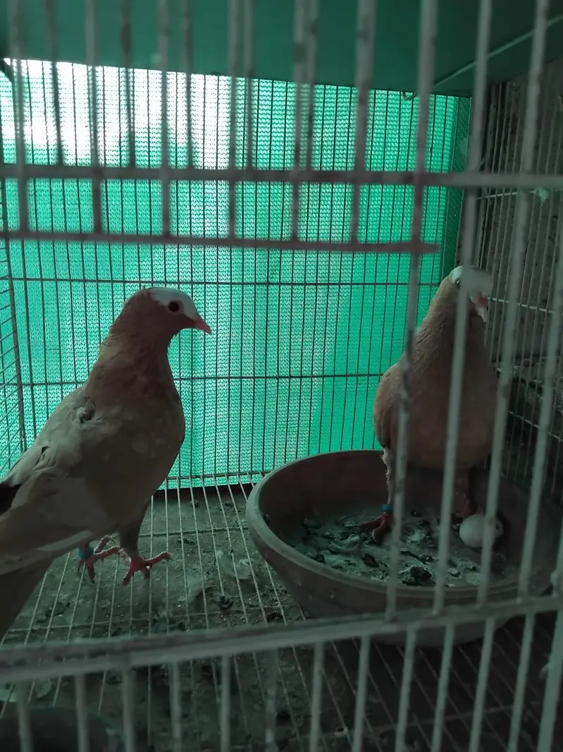 pigeon fancy pigeon kabutar — photo 8