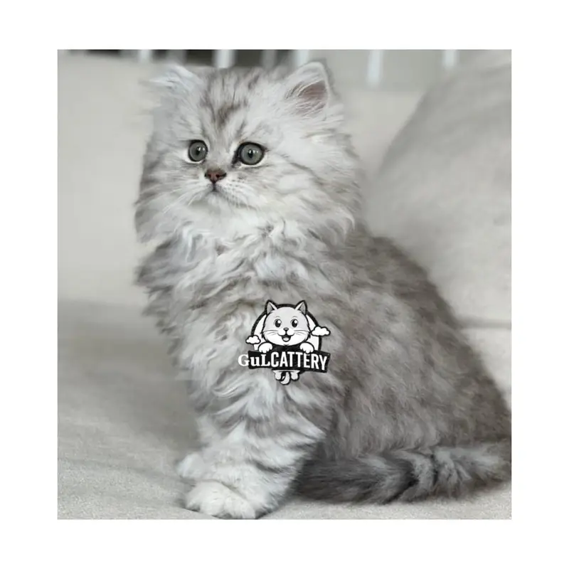 Persian British punch face piki face kitten cat available — photo 10
