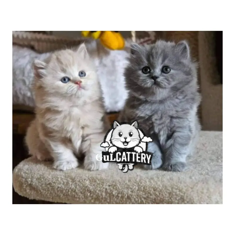 Persian British punch face piki face kitten cat available — photo 12
