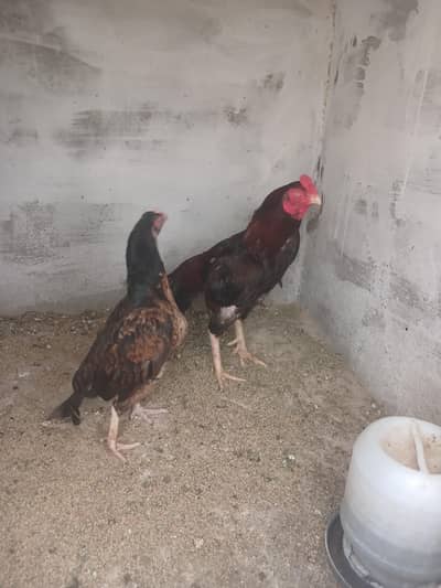aseel pair for sale