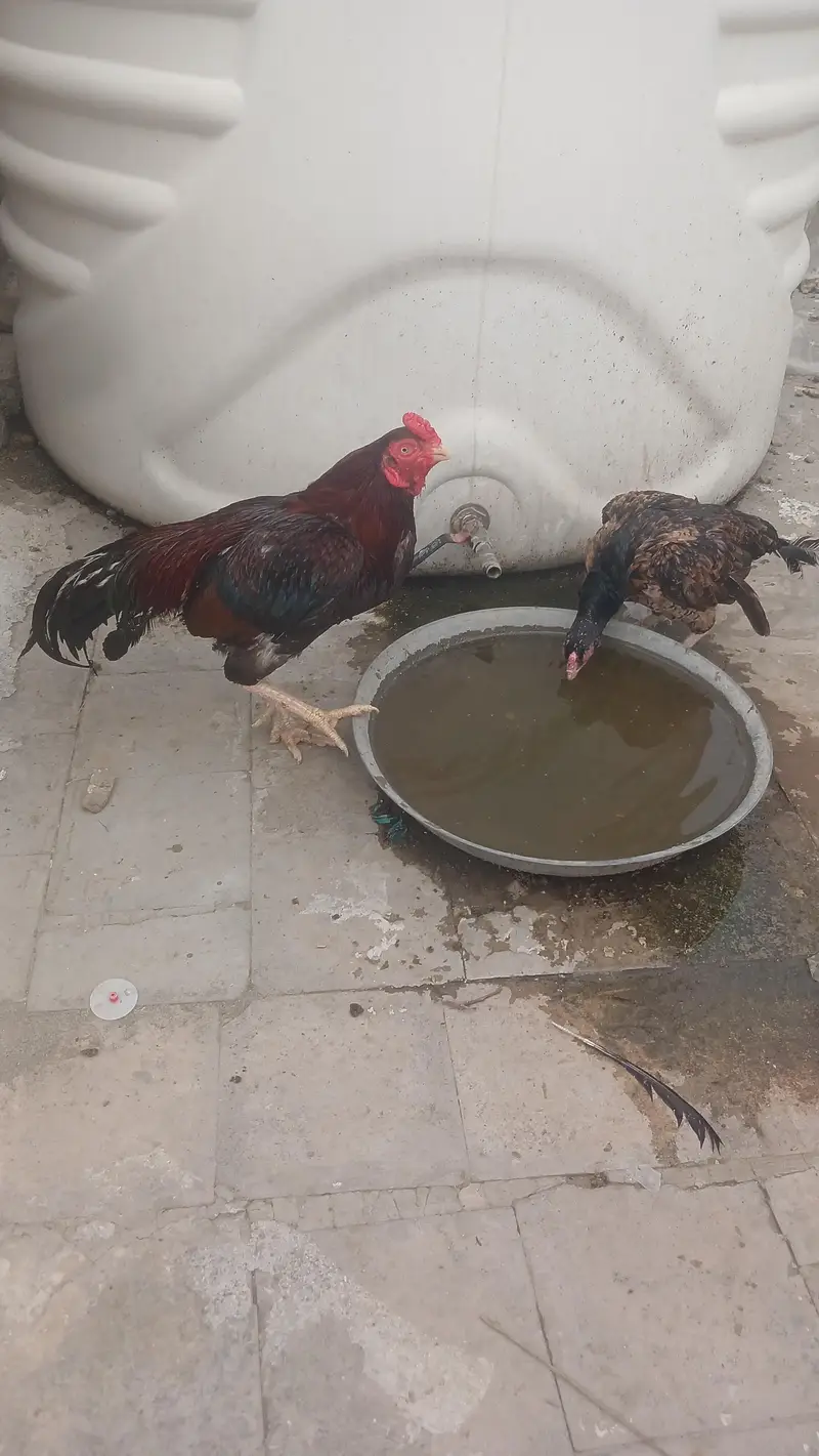 aseel pair for sale — photo 2