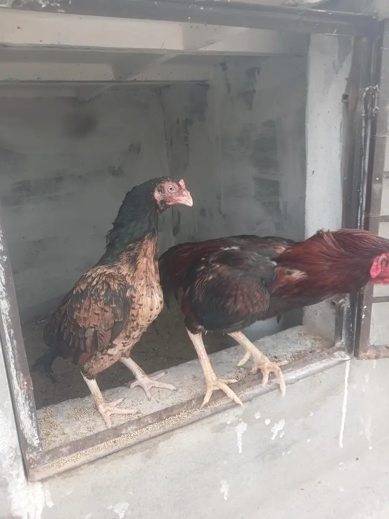 aseel pair for sale — photo 3