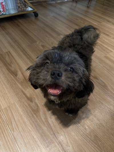 Giving away male shihtzu away urgent