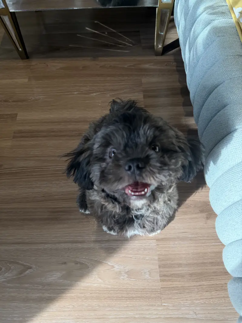 Giving away male shihtzu away urgent — photo 2
