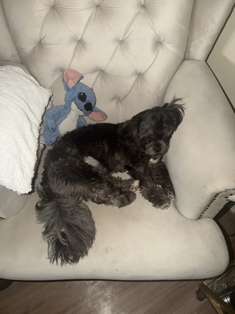 Giving away male shihtzu away urgent — photo 3
