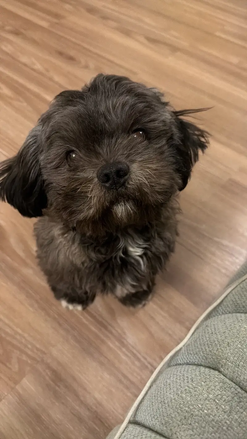 Giving away male shihtzu away urgent — photo 4