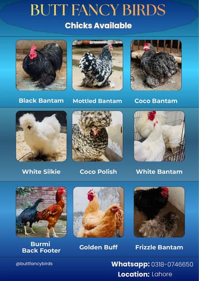 Fancy chicks available for sale