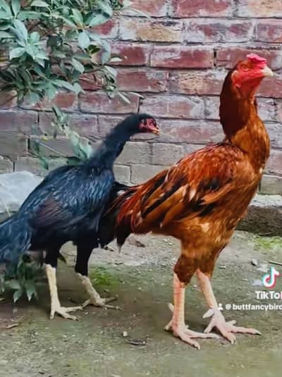 Burmi Pair available for sale