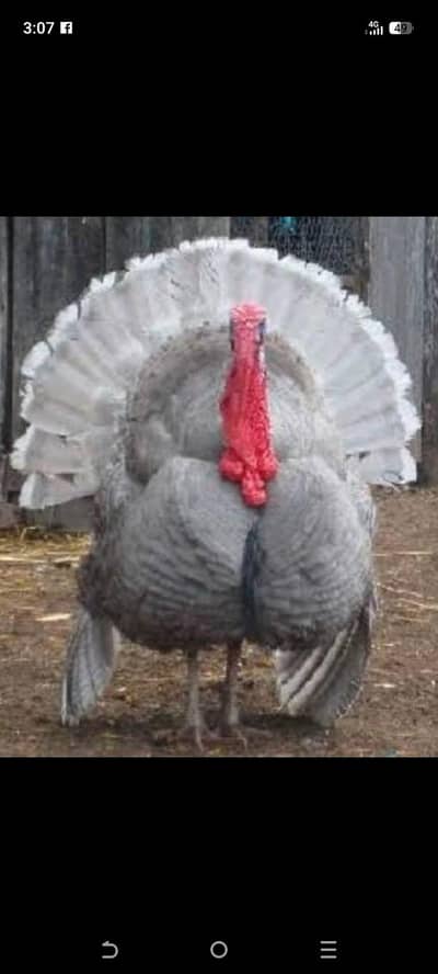 Turkey   patthay available