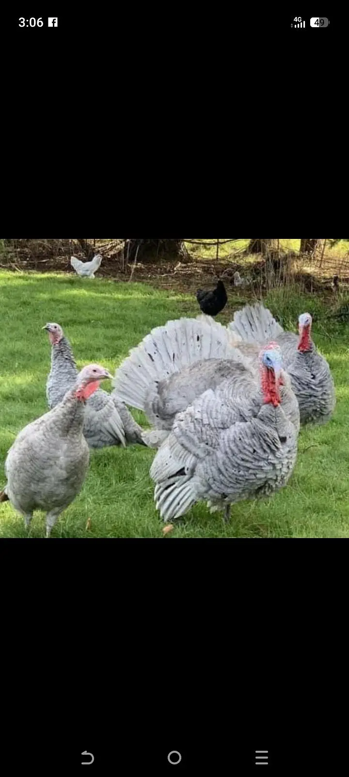 Turkey   patthay available — photo 2