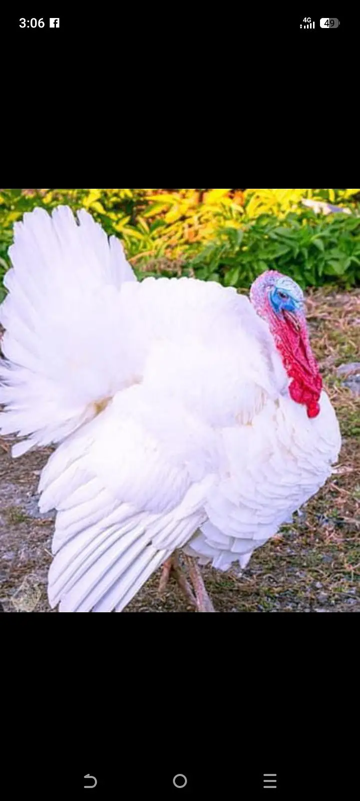 Turkey   patthay available — photo 3