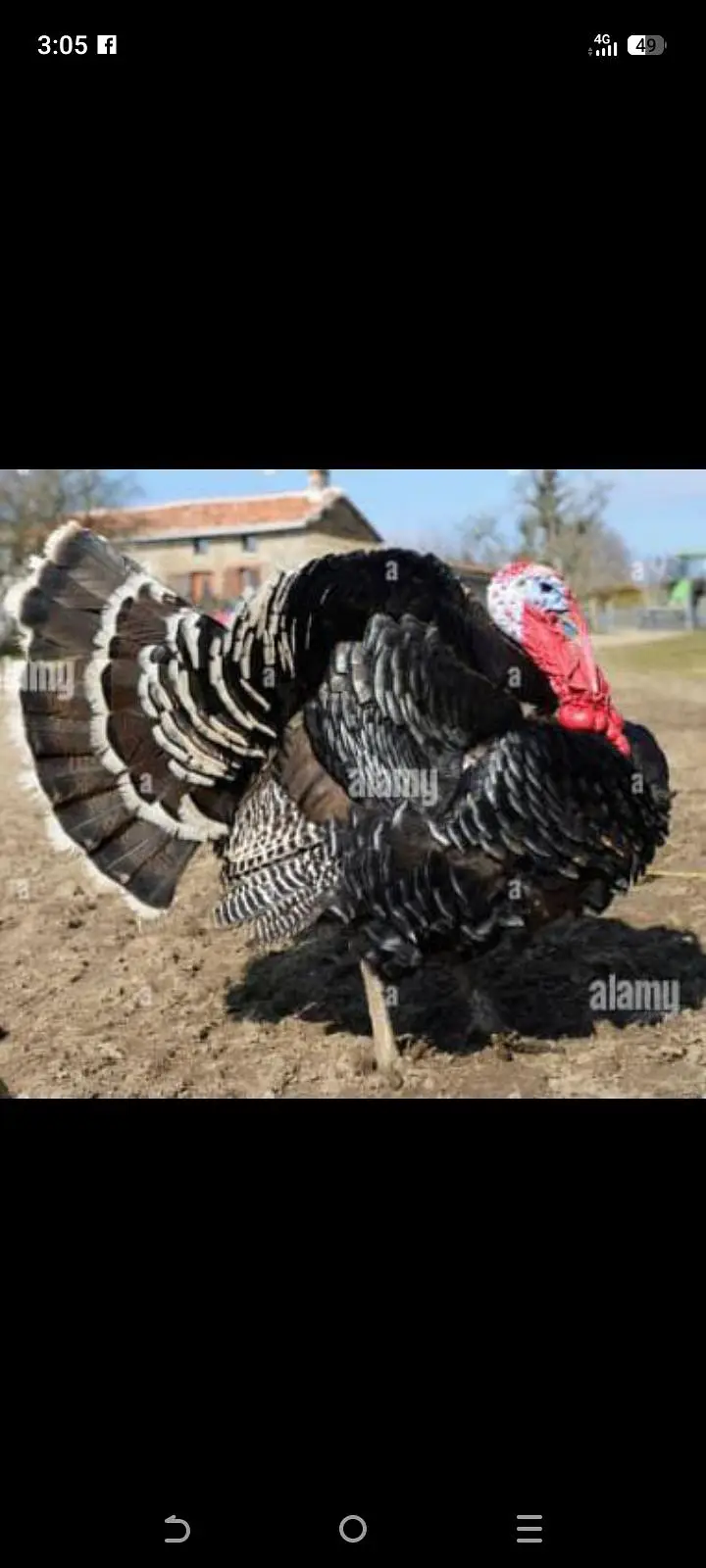 Turkey   patthay available — photo 4