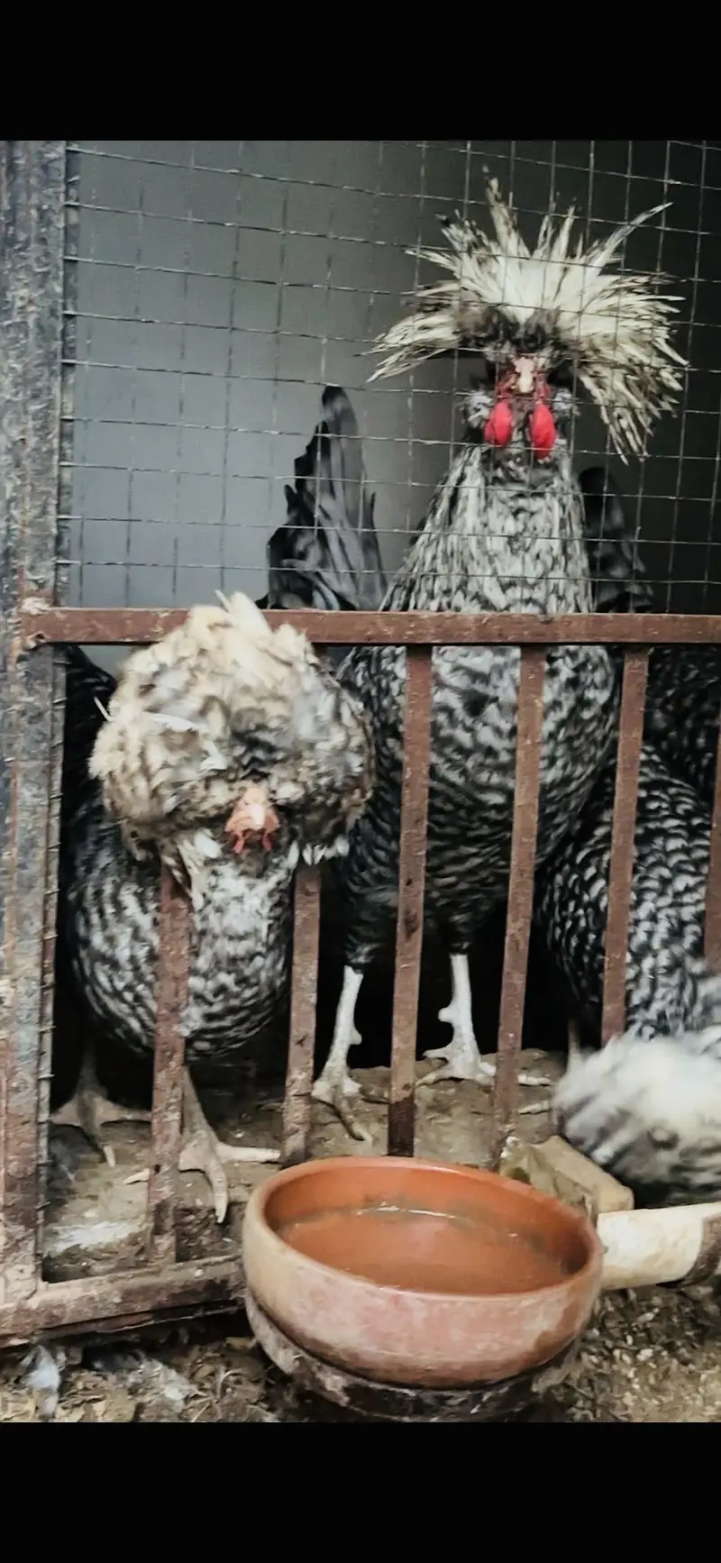 Coco Polish chicks — photo 4