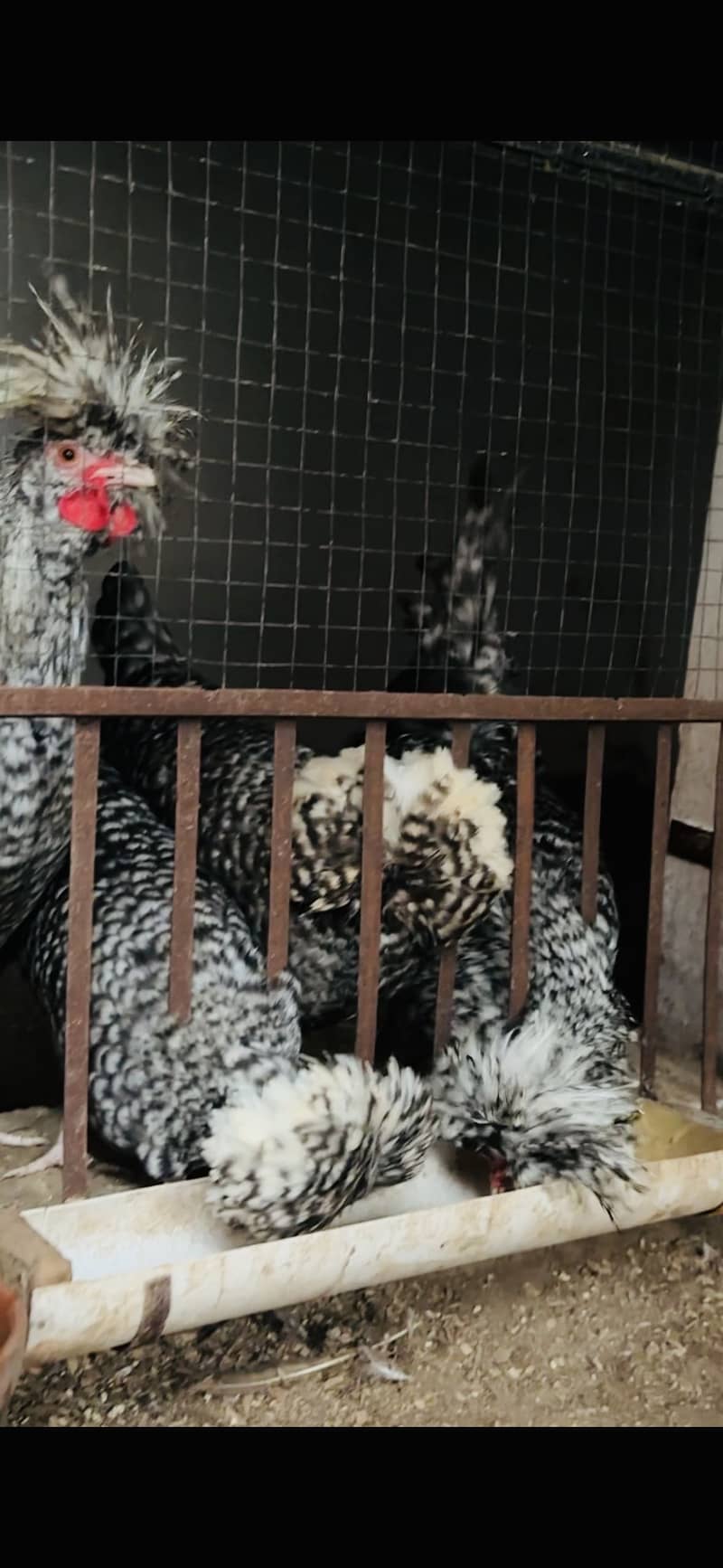 Coco Polish chicks 1