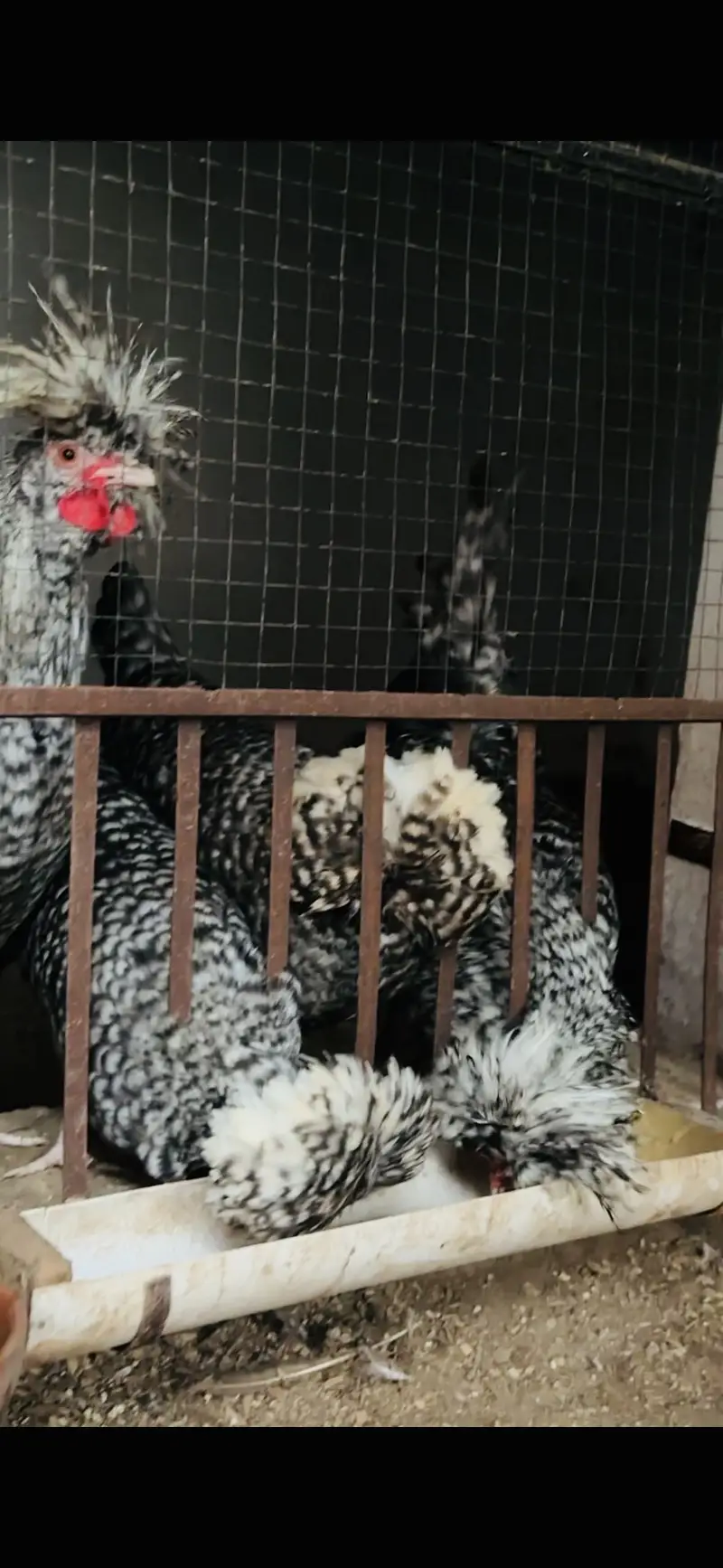 Coco Polish chicks — photo 2