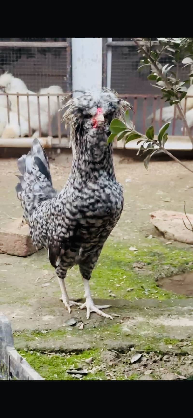 Coco Polish chicks 2