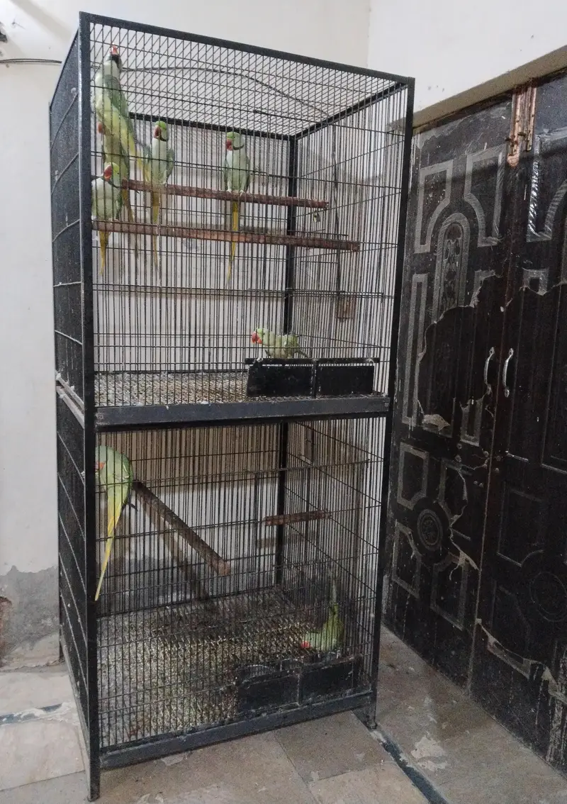Raw parrot breeding cage — photo 2