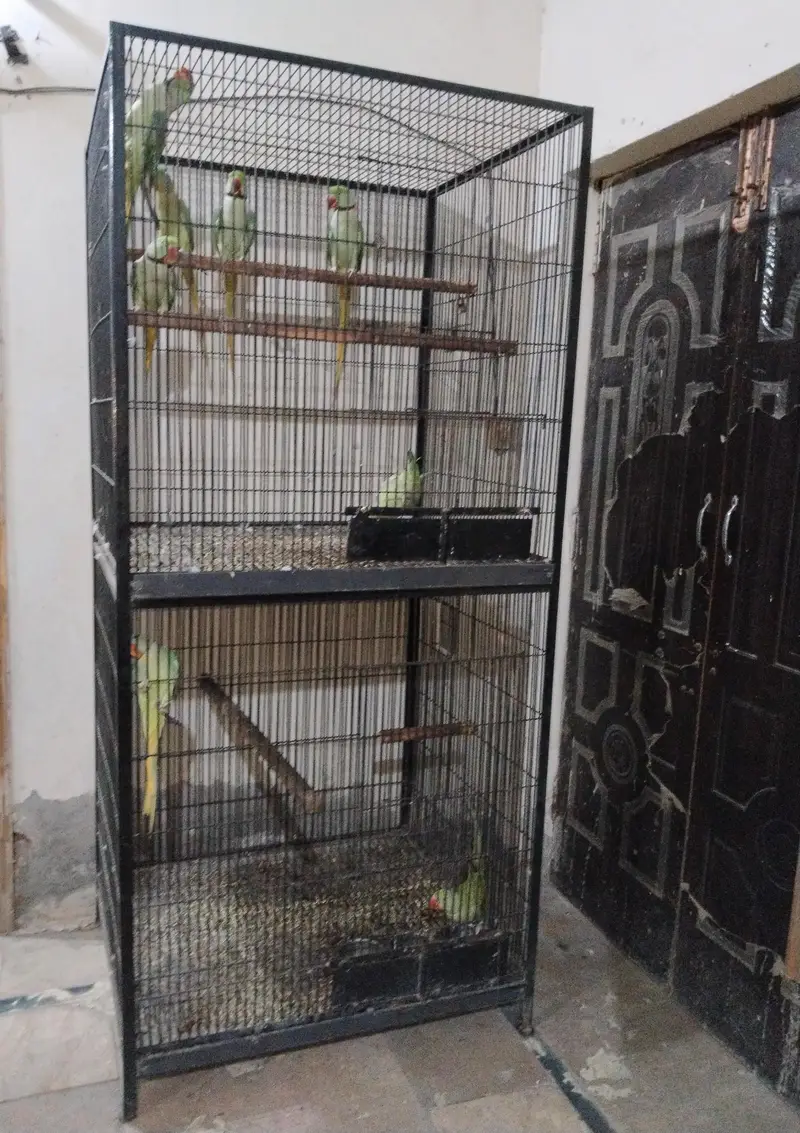 Raw parrot breeding cage — photo 3