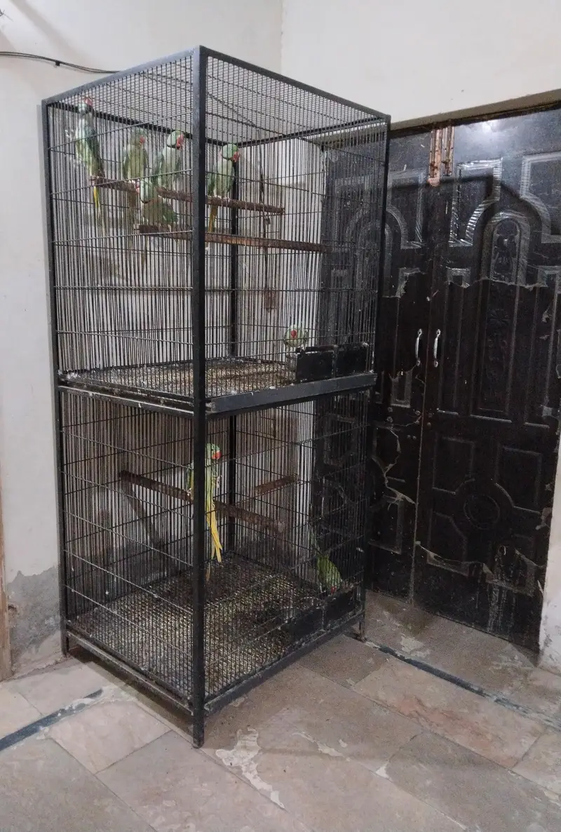 Raw parrot breeding cage — photo 4