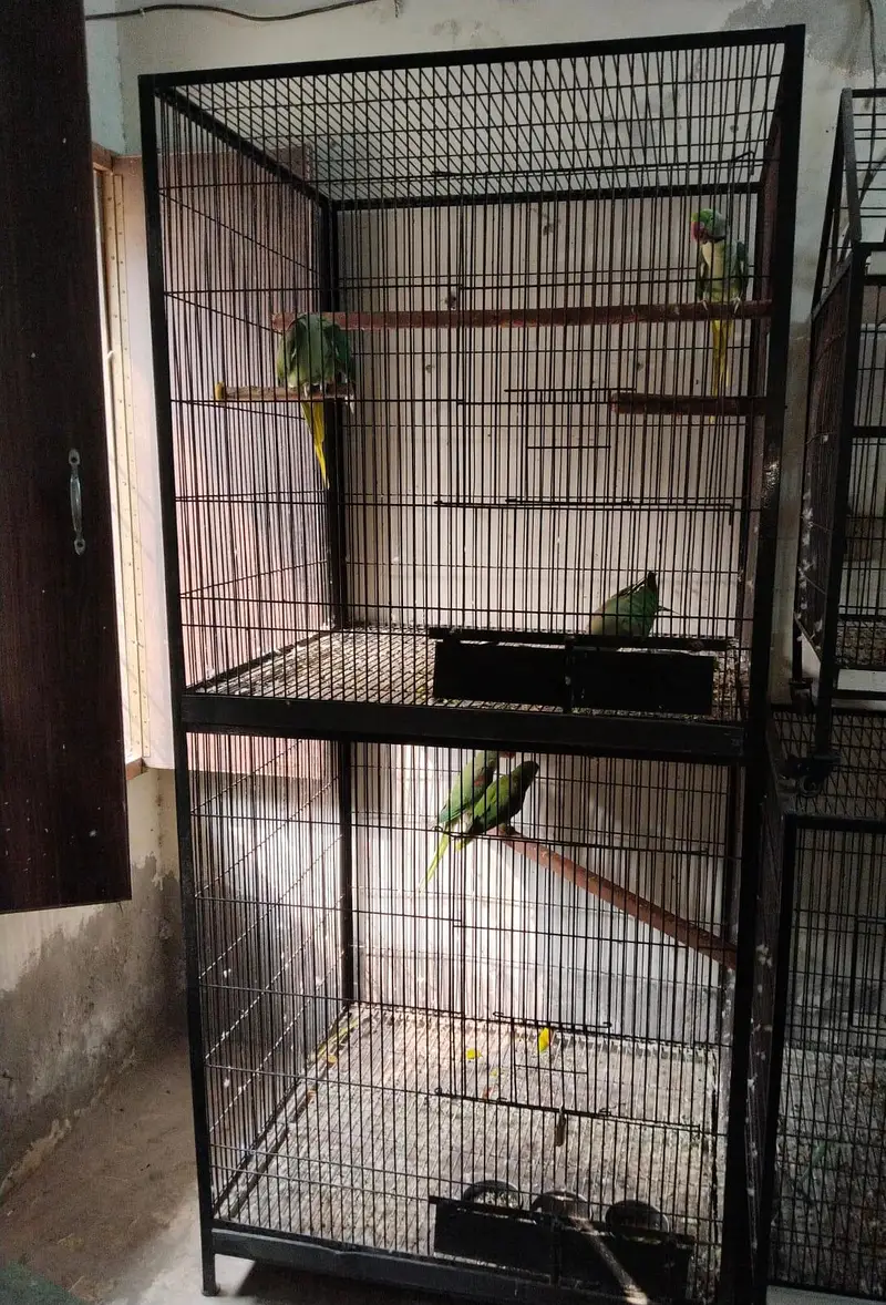 Raw parrot breeding cage — photo 6