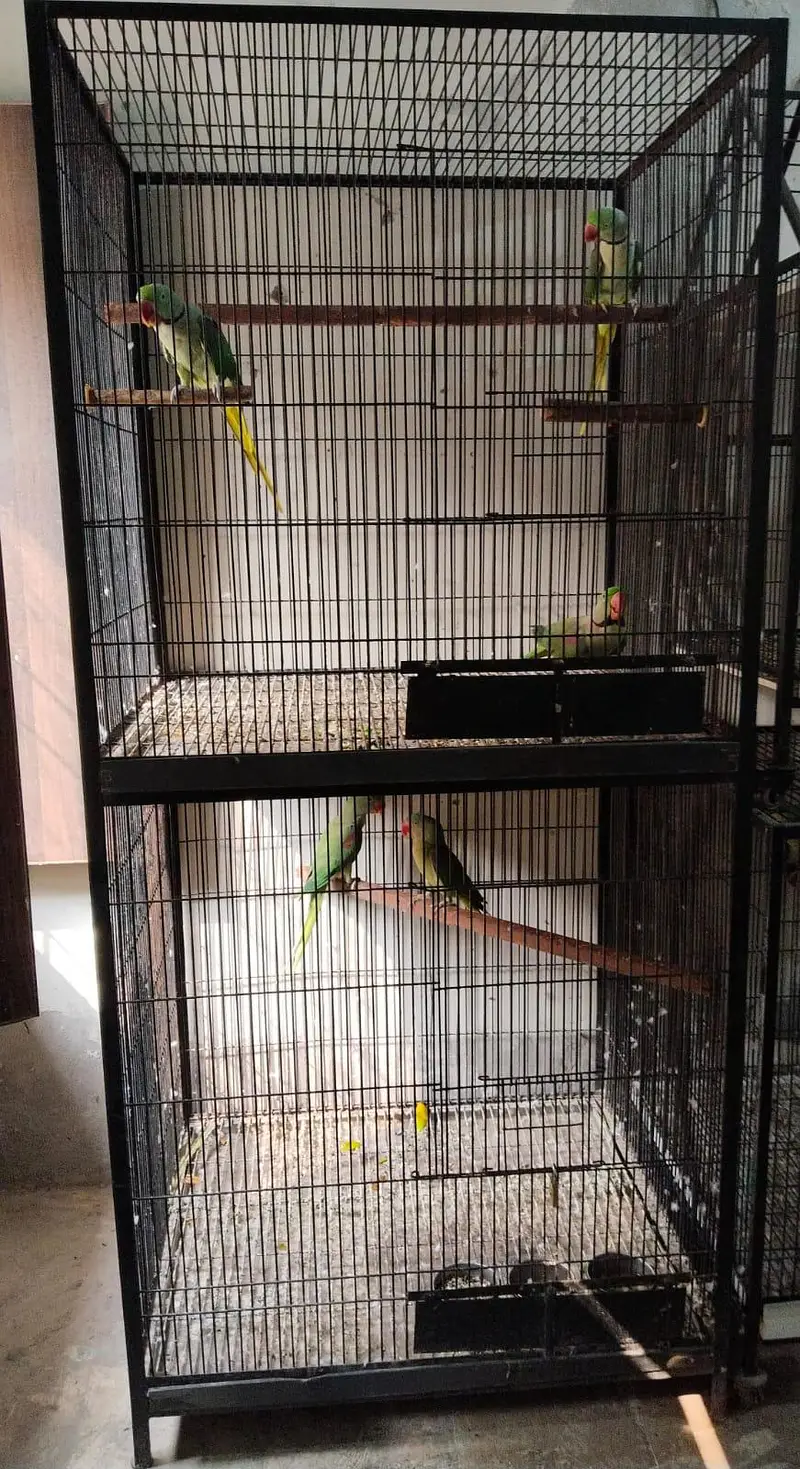 Raw parrot breeding cage — photo 8