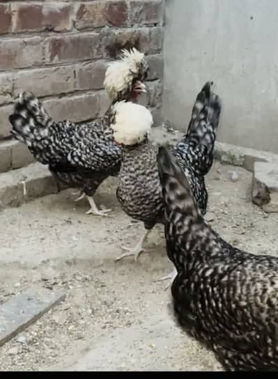 Coco Polish chicks