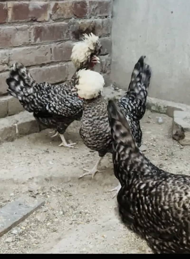 Coco Polish chicks 0