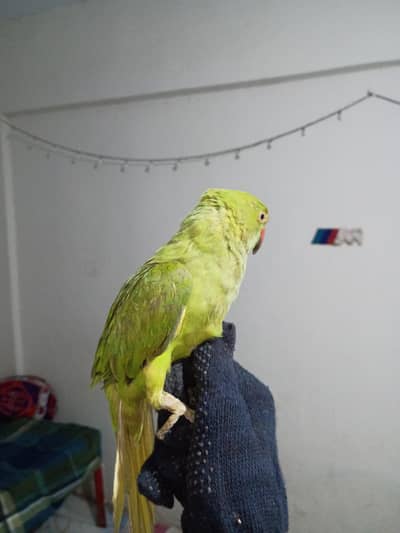 hand tame parrot this is so nice