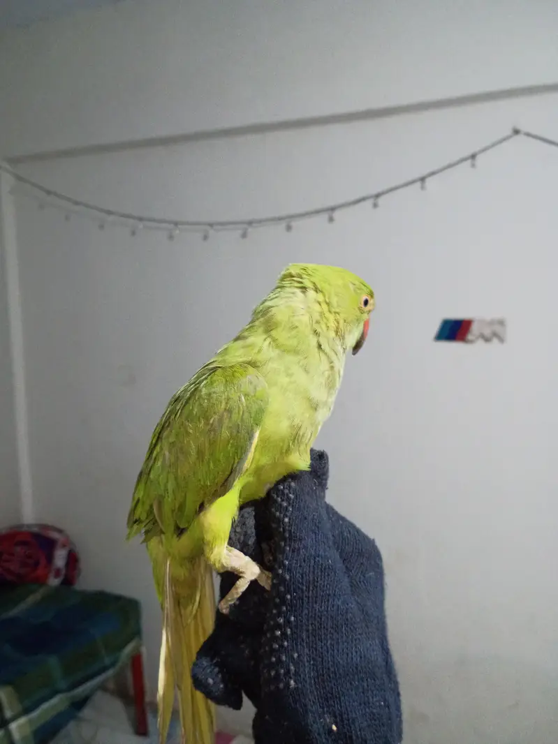 hand tame parrot this is so nice