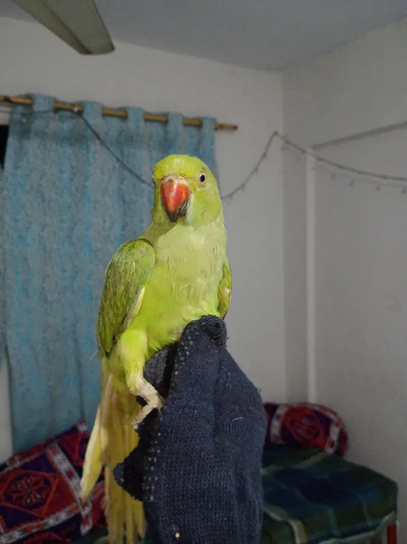 hand tame parrot this is so nice — photo 2