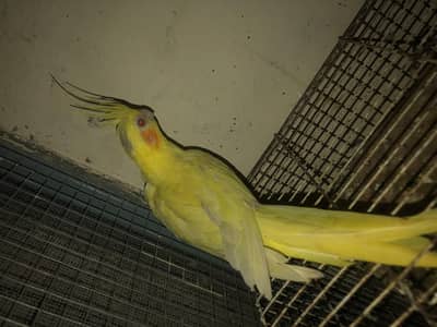 cocktail pair forsale