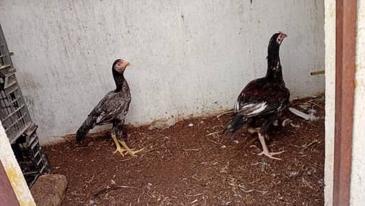 home breed aseel pathy for sale