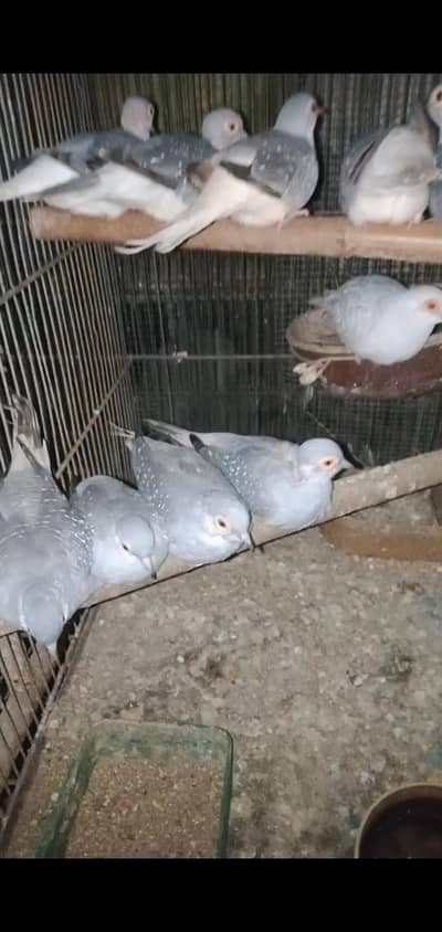WHITE TAIL "DOVE" FOR SALE 5 BREEDING PAIRS