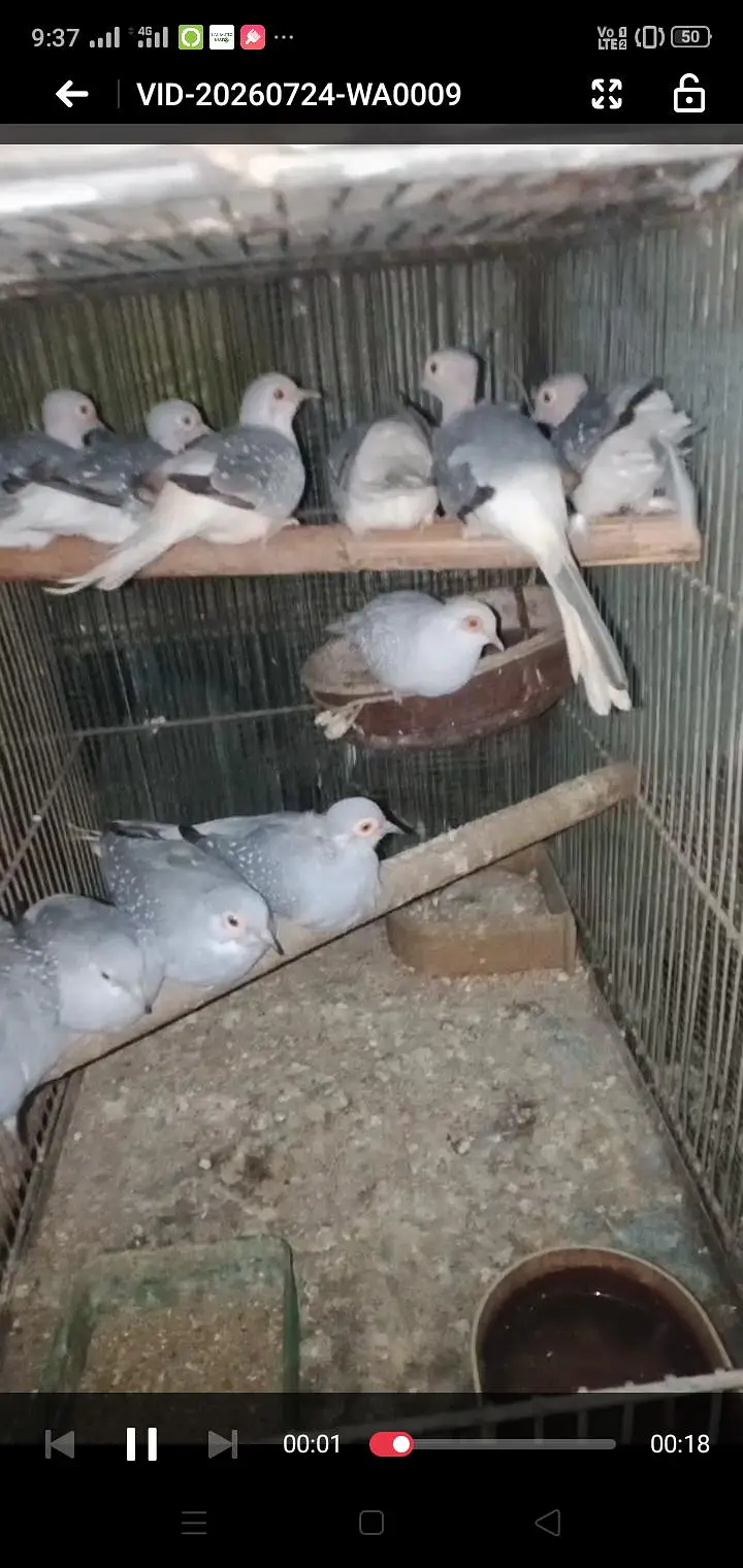 WHITE TAIL "DOVE" FOR SALE 5 BREEDING PAIRS — photo 2