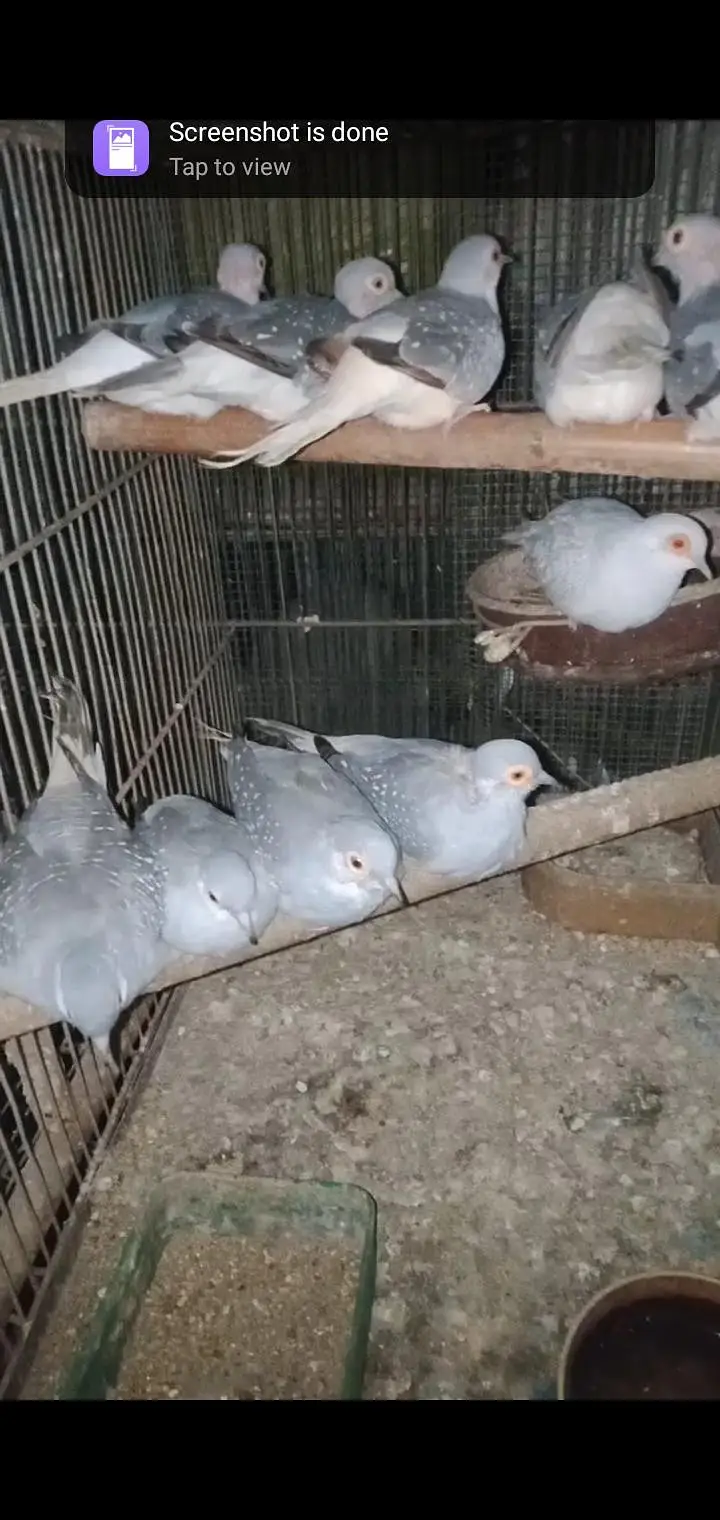 WHITE TAIL "DOVE" FOR SALE 5 BREEDING PAIRS — photo 3