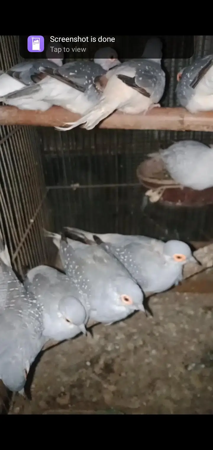 WHITE TAIL "DOVE" FOR SALE 5 BREEDING PAIRS — photo 4