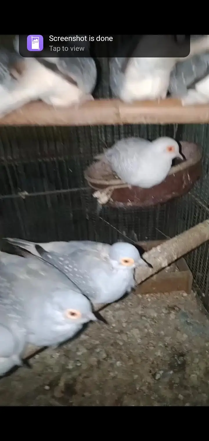 WHITE TAIL "DOVE" FOR SALE 5 BREEDING PAIRS — photo 5