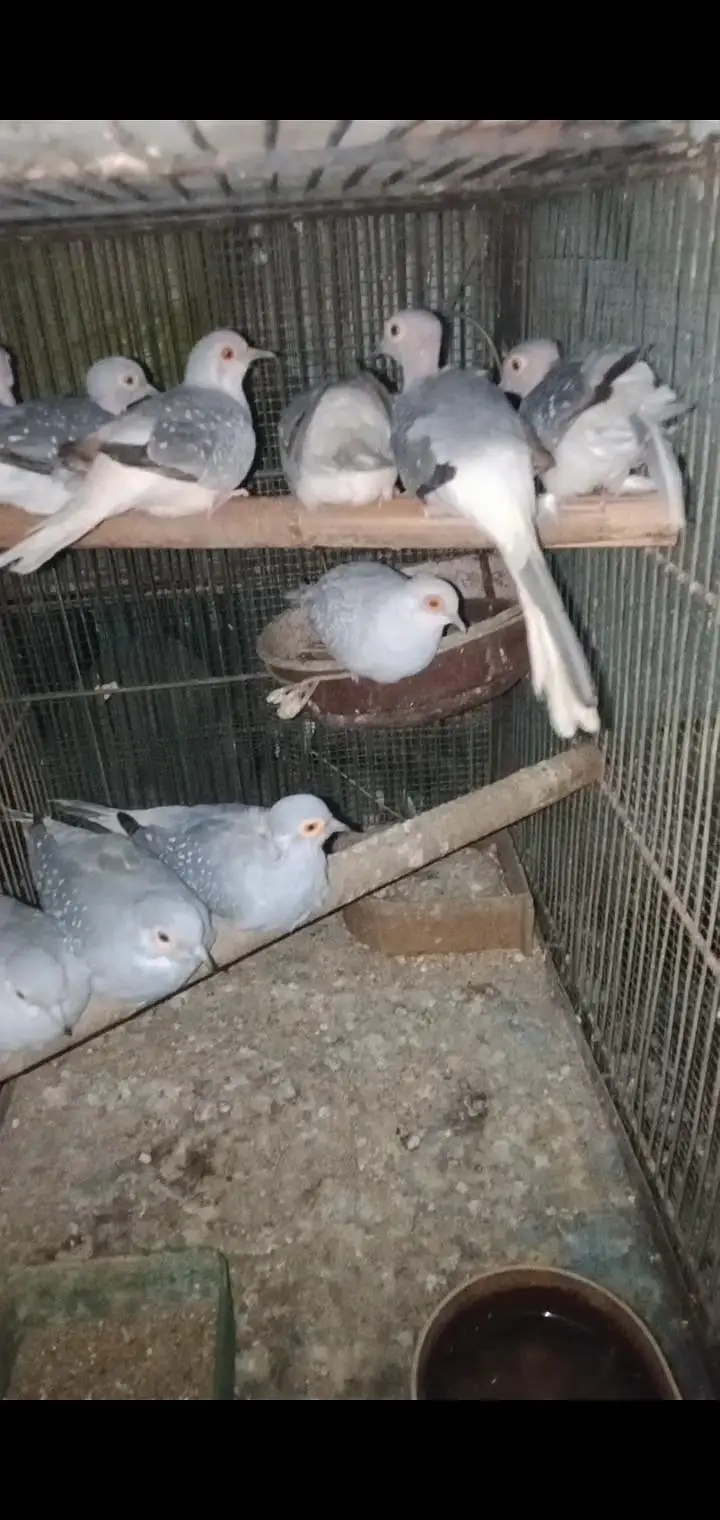 WHITE TAIL "DOVE" FOR SALE 5 BREEDING PAIRS — photo 6